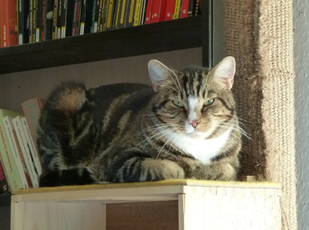 Image from Schnurrie