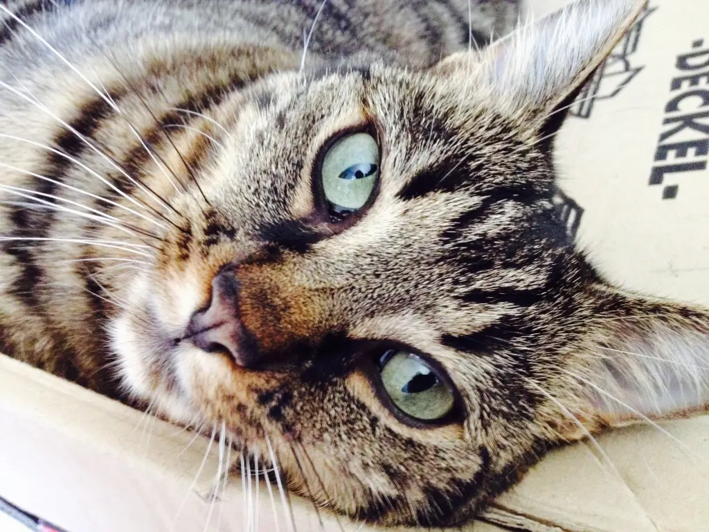 Image from Mila