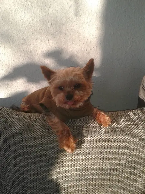 Image from Gysmo