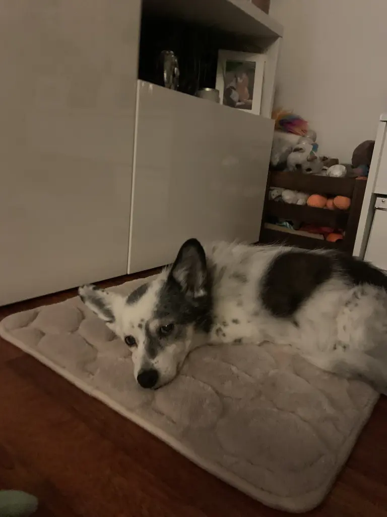 Condolence image of Mia