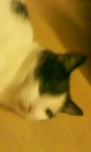 Image from Mein Liebster Kater Pünchen