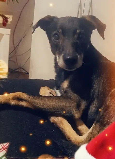 Image from Cookie