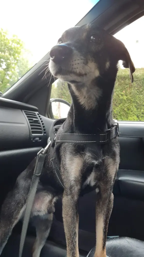 Image from Cookie