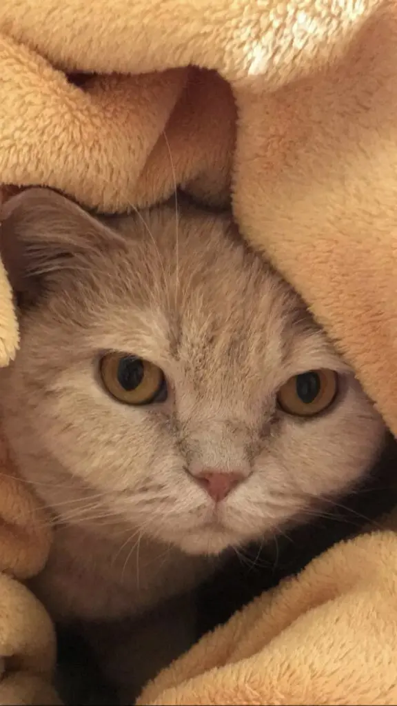 Image from Minnie
