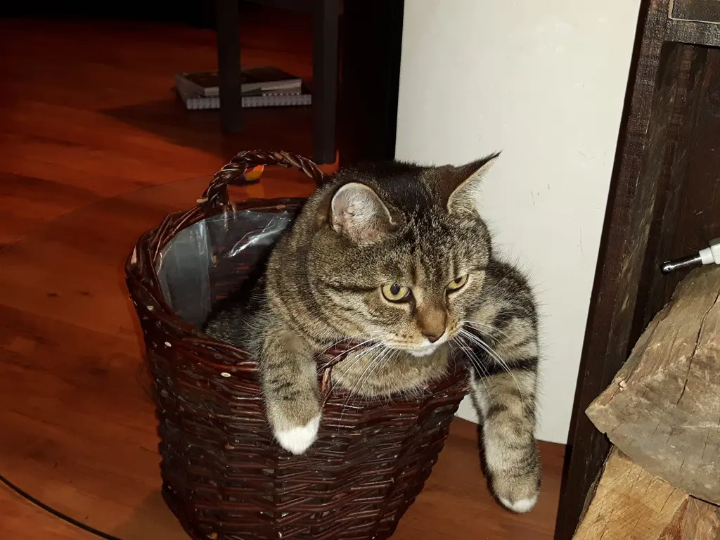Image from Merlin