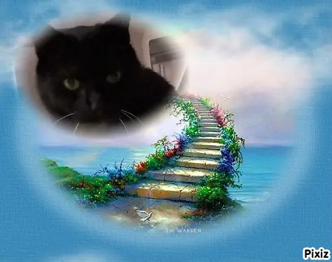 Condolence image of Tanja mit Timmy im Herzen 