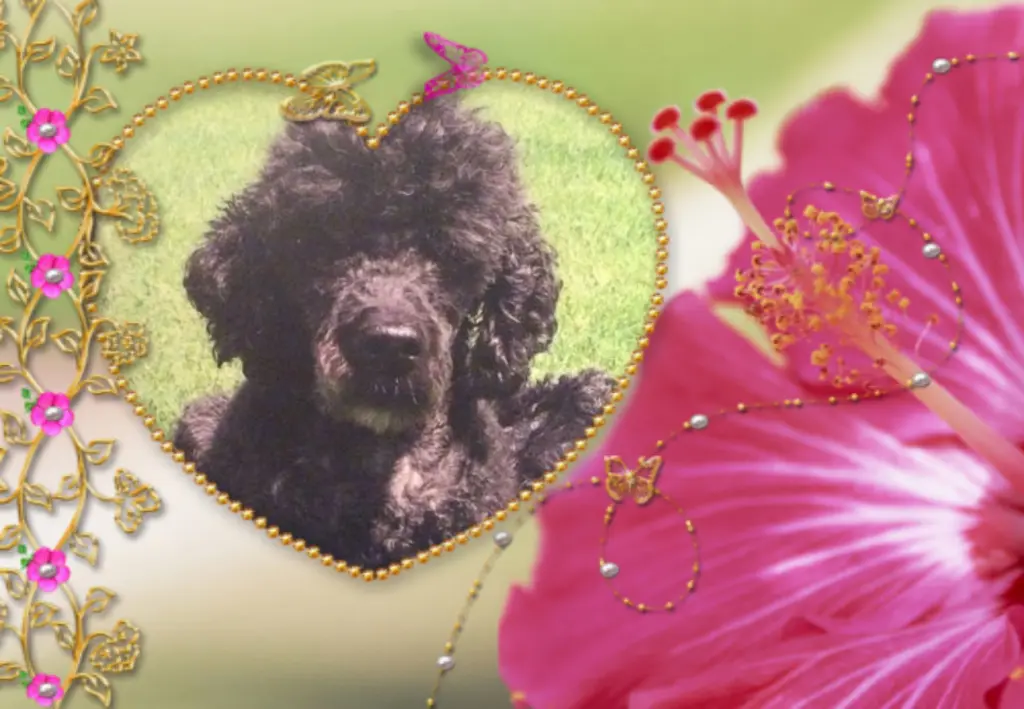 Condolence image of Fur Nele❤von Misiu❤