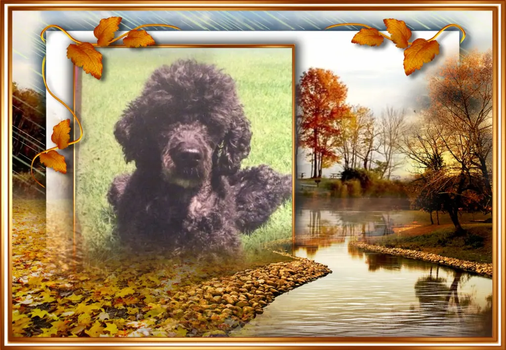 Condolence image of ❤Fur Liebe Nele❤