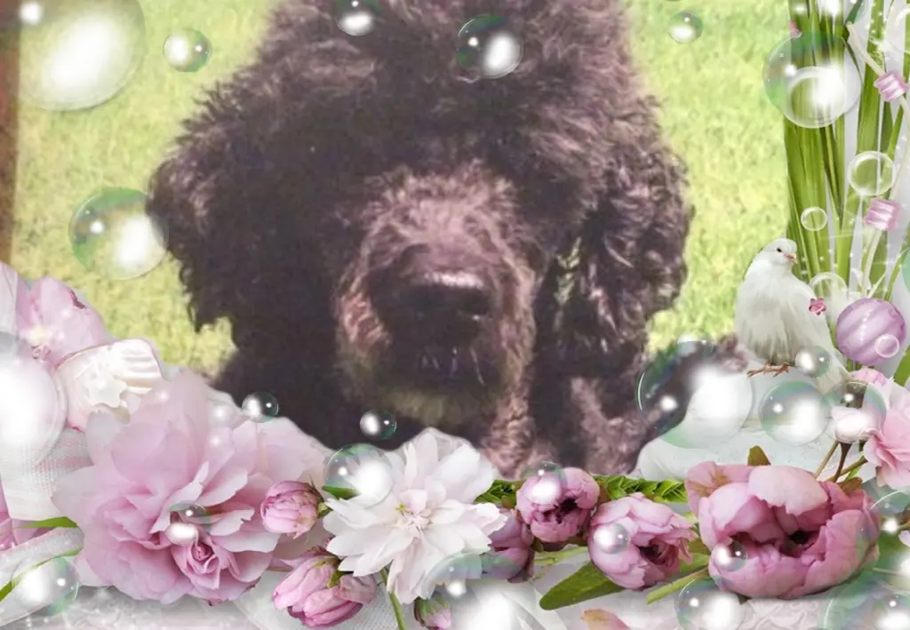 Condolence image of Fur Liebe Nele❤