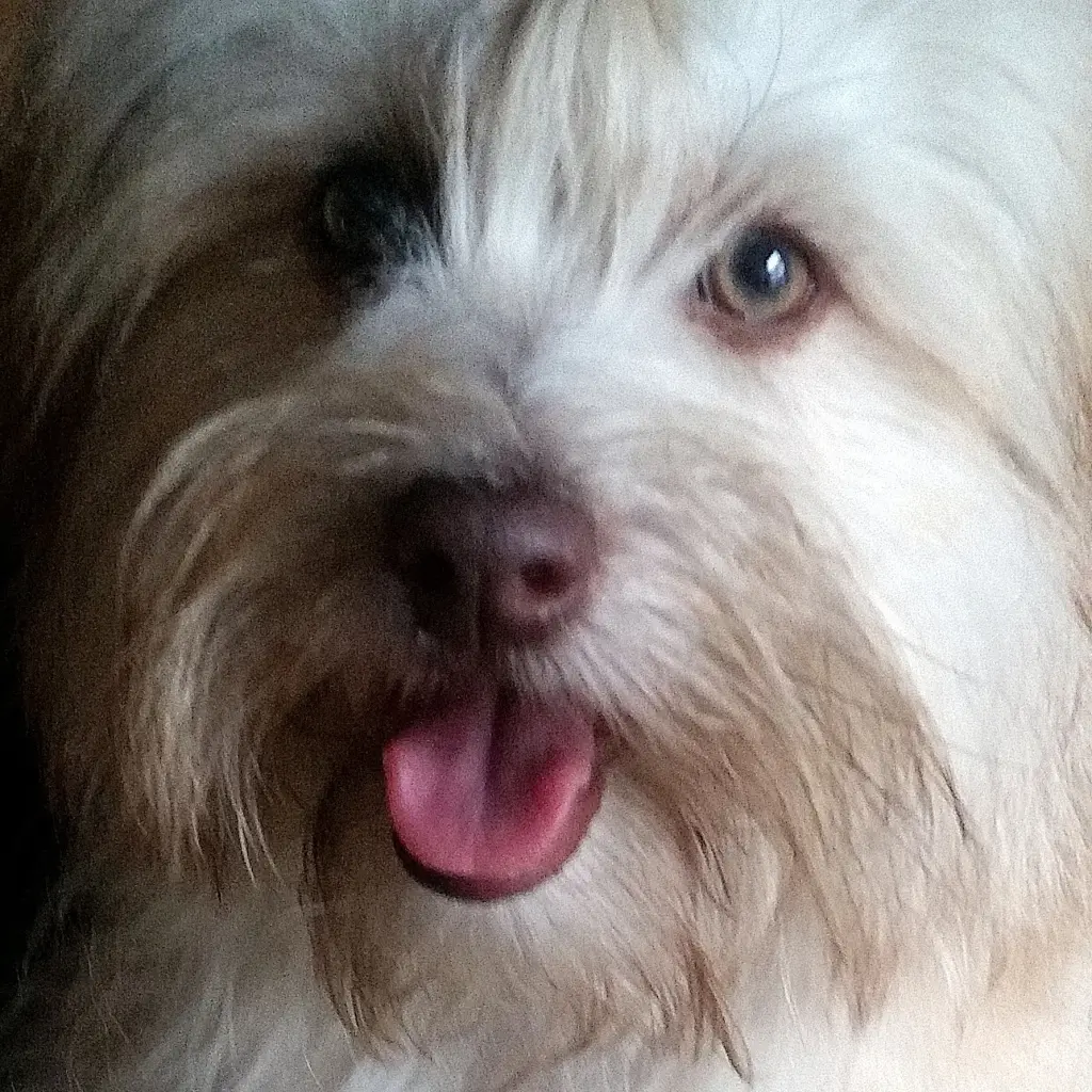 Image from Zazou