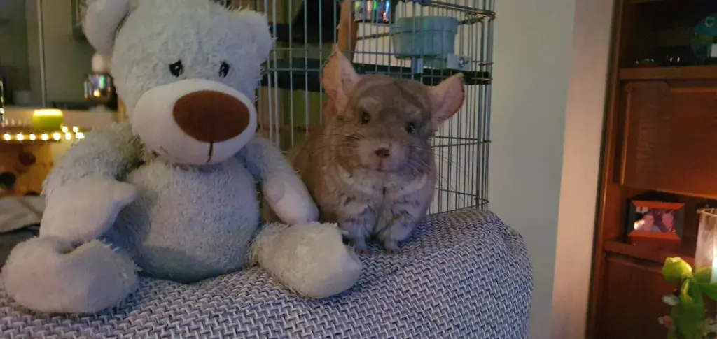Condolence image of Ilona und Wolfgang mit Speedy im Herzen 