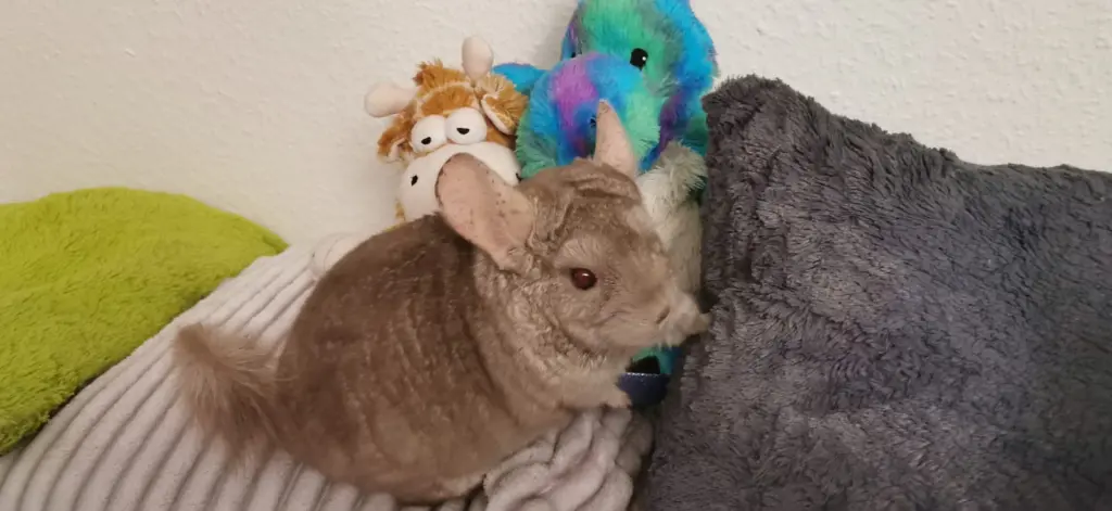 Condolence image of Ilona und Wolfgang mit Speedy tief im Herzen ❤️