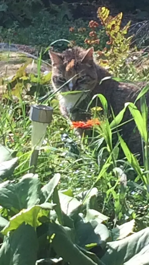 Andachtsbild von Daniela