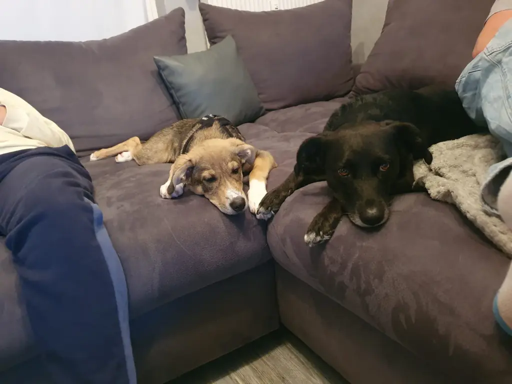 Condolence image of Jacki, Dome und sunny 