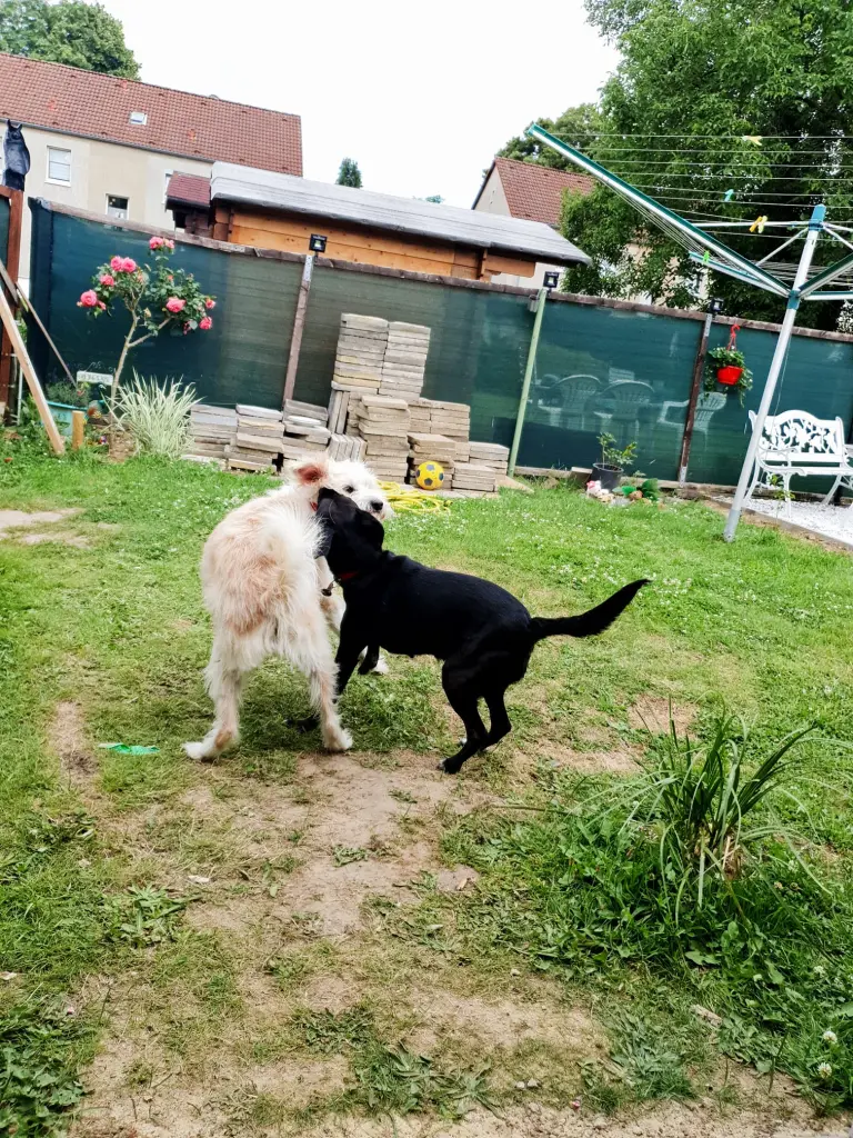 Image from Luna