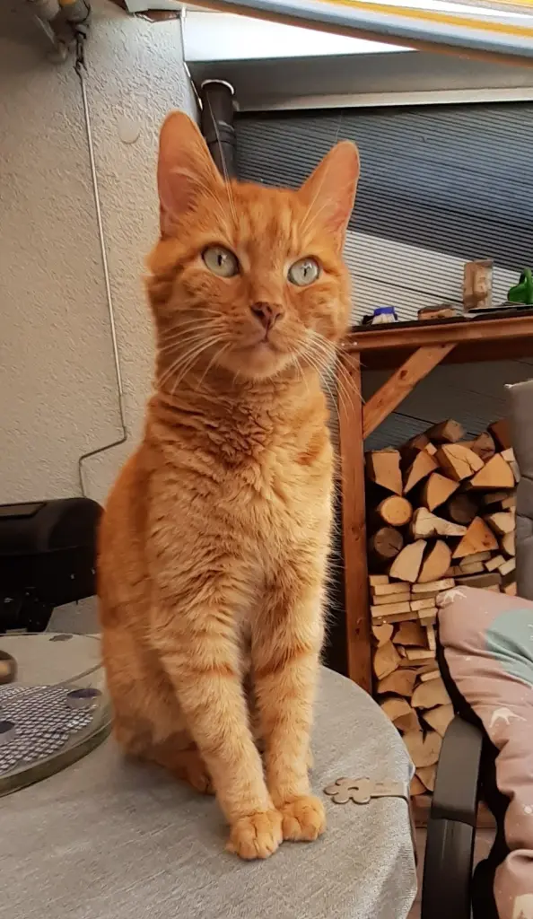 Image from Geronimo