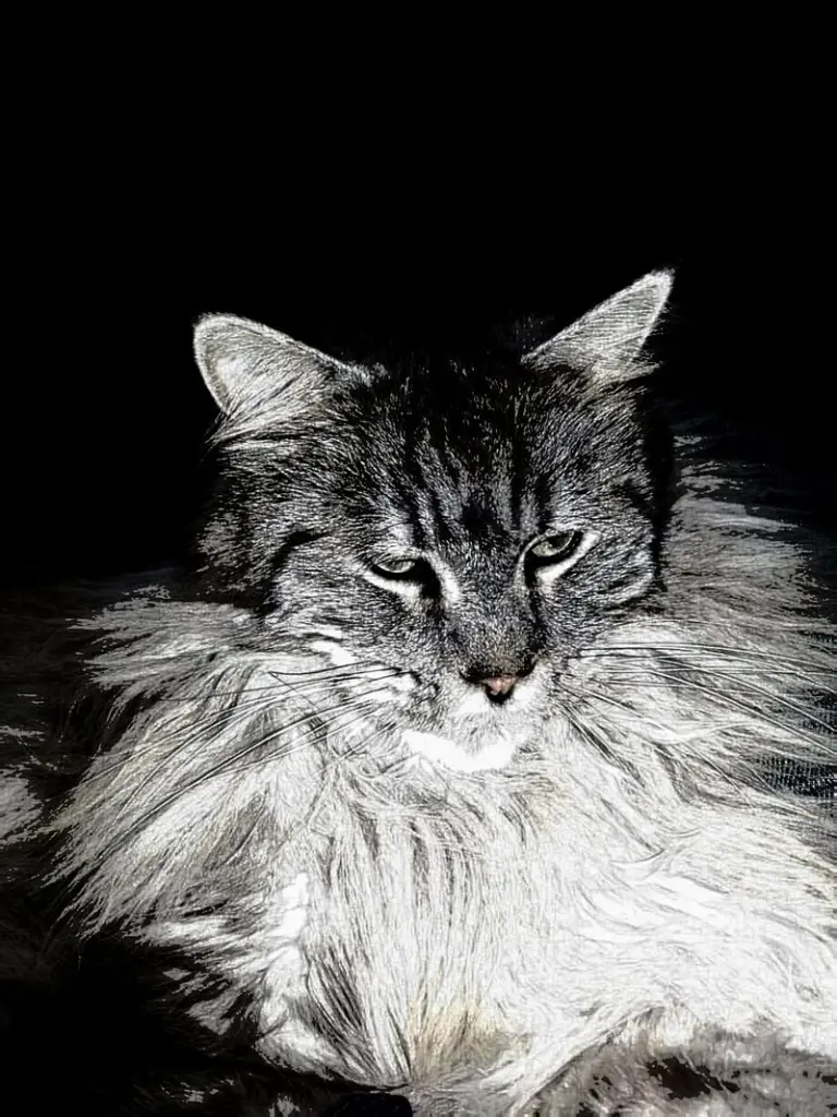 Image from Balu