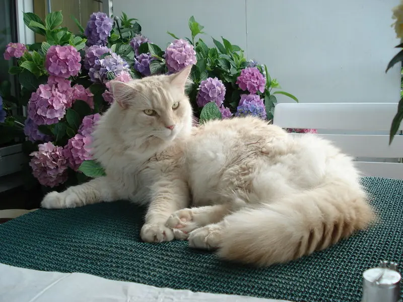 Condolence image of Bettina