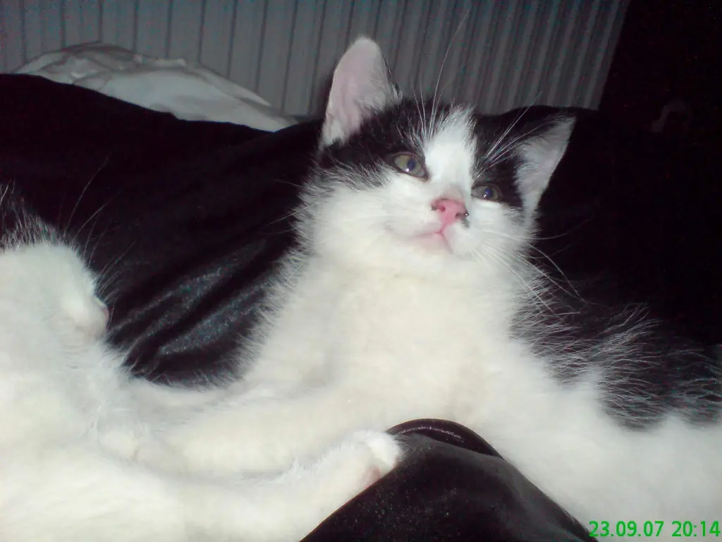 Condolence image of Sascha