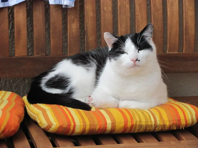 Image from Fränzis