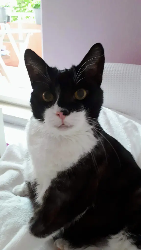 Andachtsbild von Conny mit Schnuppy im Herzen