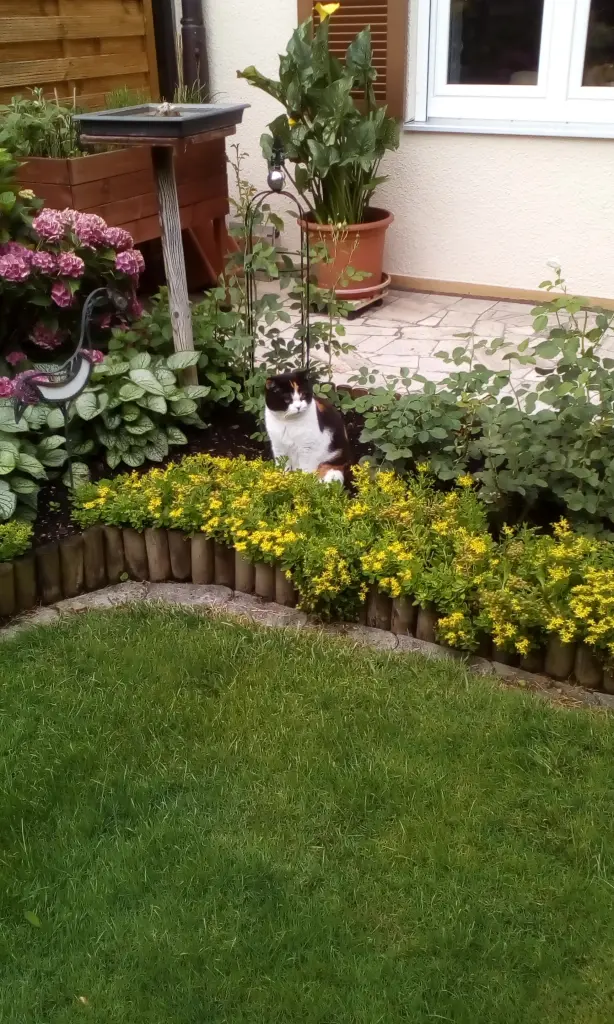 Image from Mausi