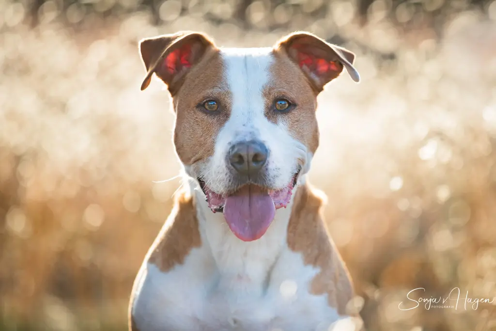 Image from Reno