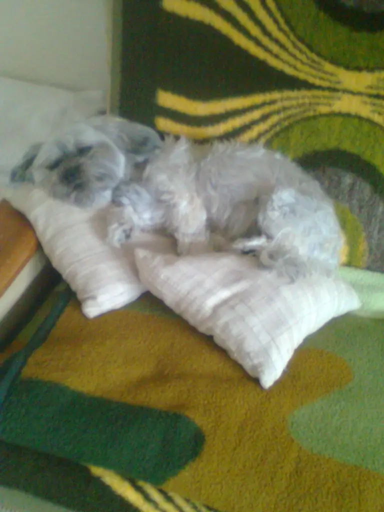 Image from Bonny