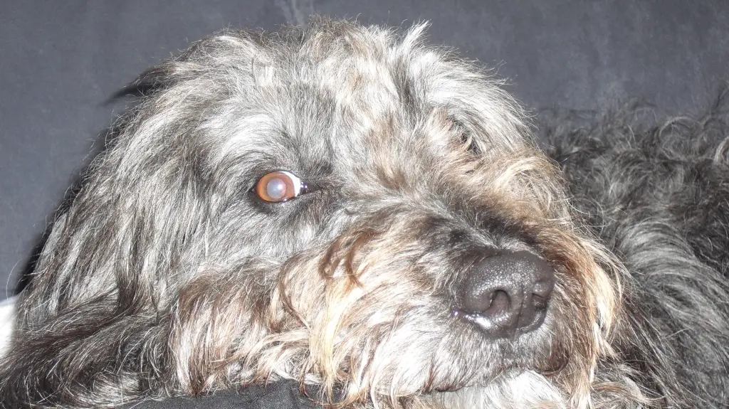 Condolence image of Tanja