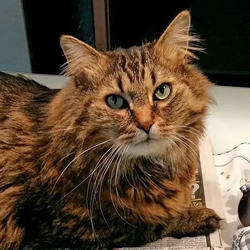 Condolence image of Ramona mit Rambo 