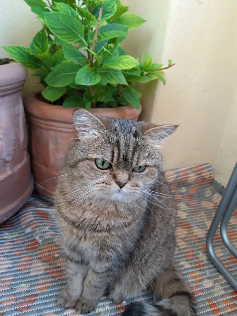 Condolence image of HEIKE mit Dusty❤