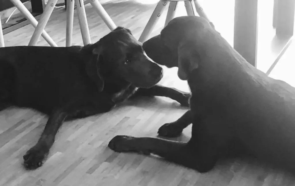 Condolence image of Maren, André, Barney und Rudi
