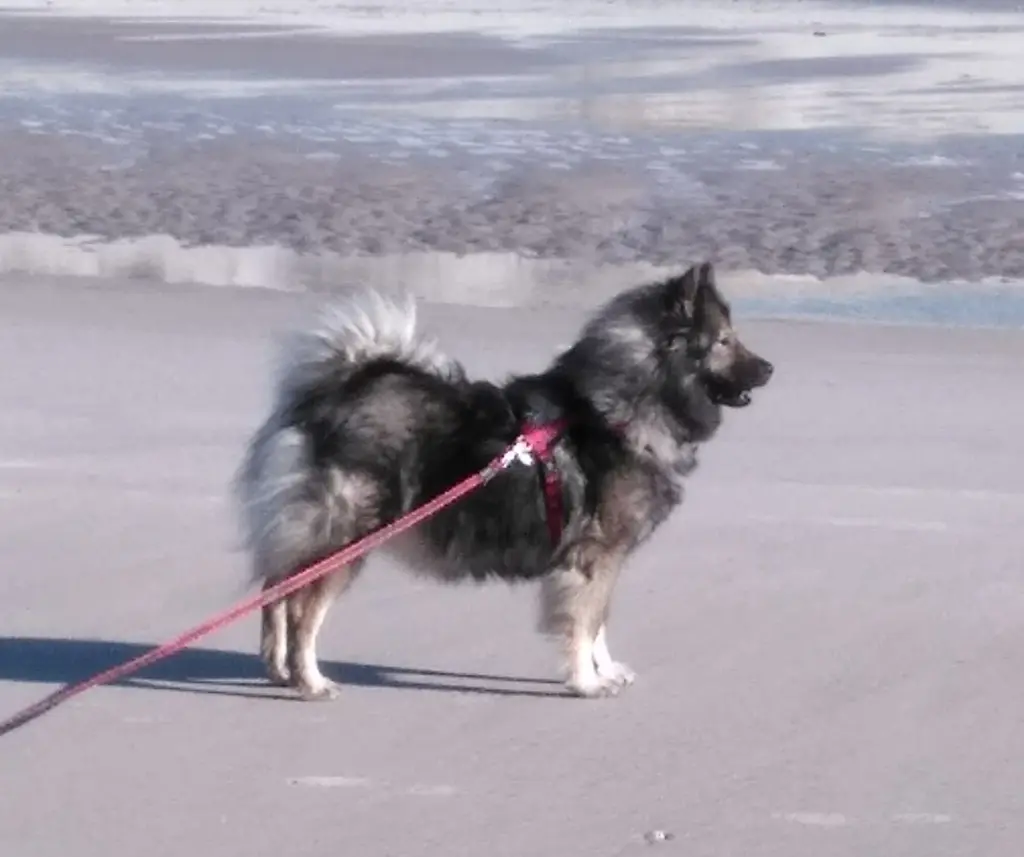 Image from Snöhvit