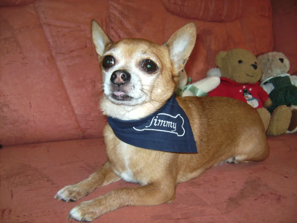 Condolence image of Irene mit Seelenhund * Jimmy * ganz tief im Herzen