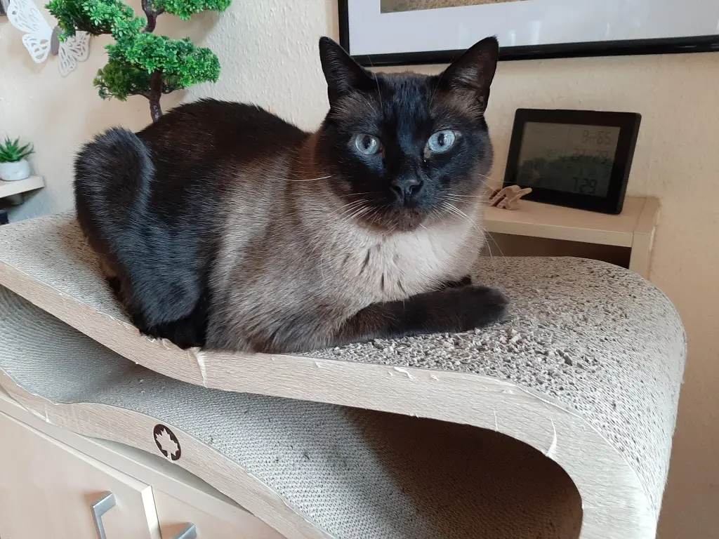 Condolence image of Remy
