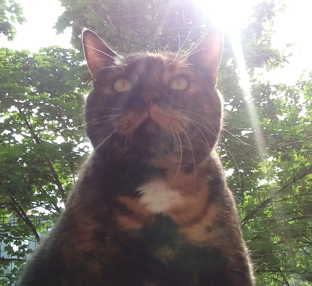 Condolence image of Heike