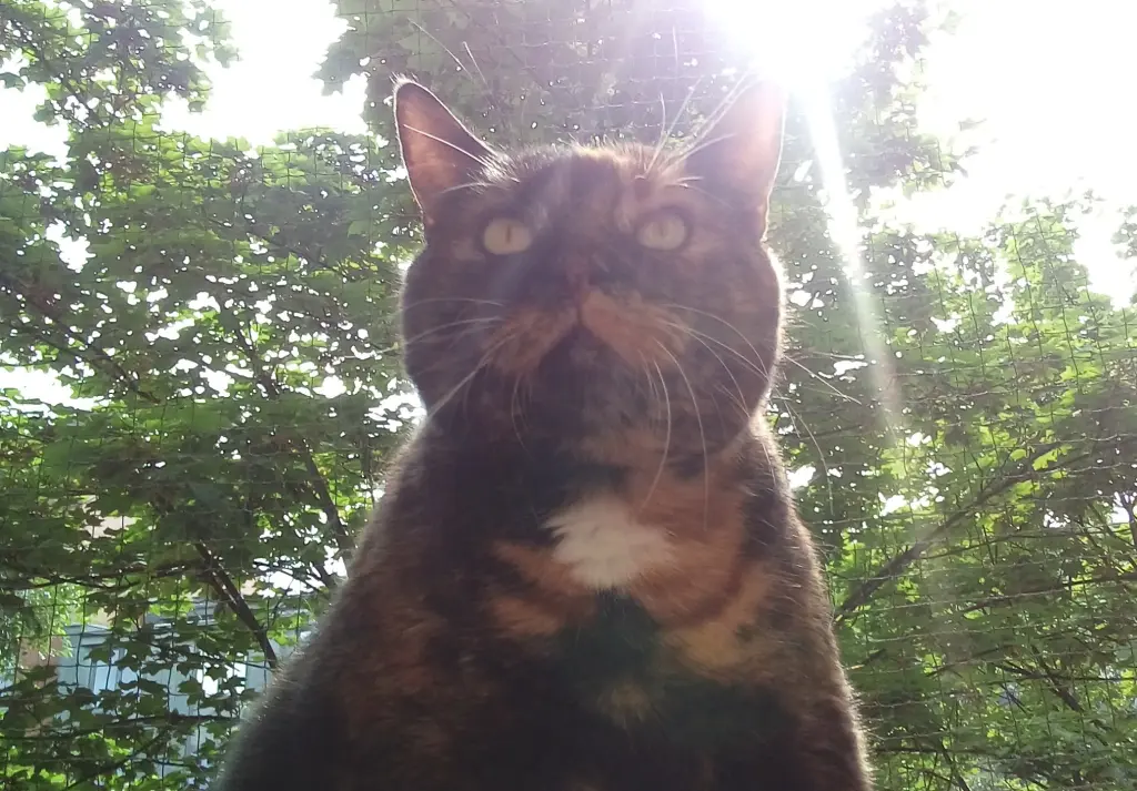 Condolence image of Heike 