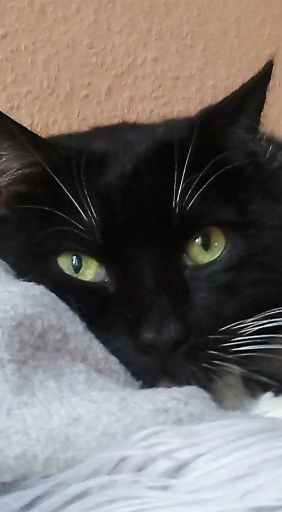 Condolence image of Heike