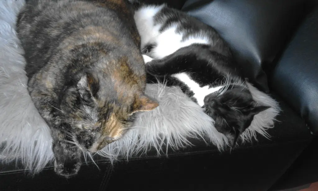 Condolence image of Heike