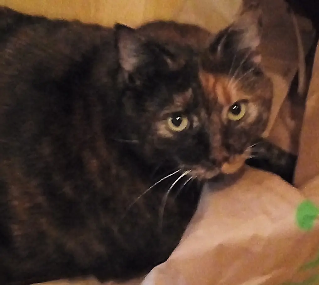 Condolence image of Heike