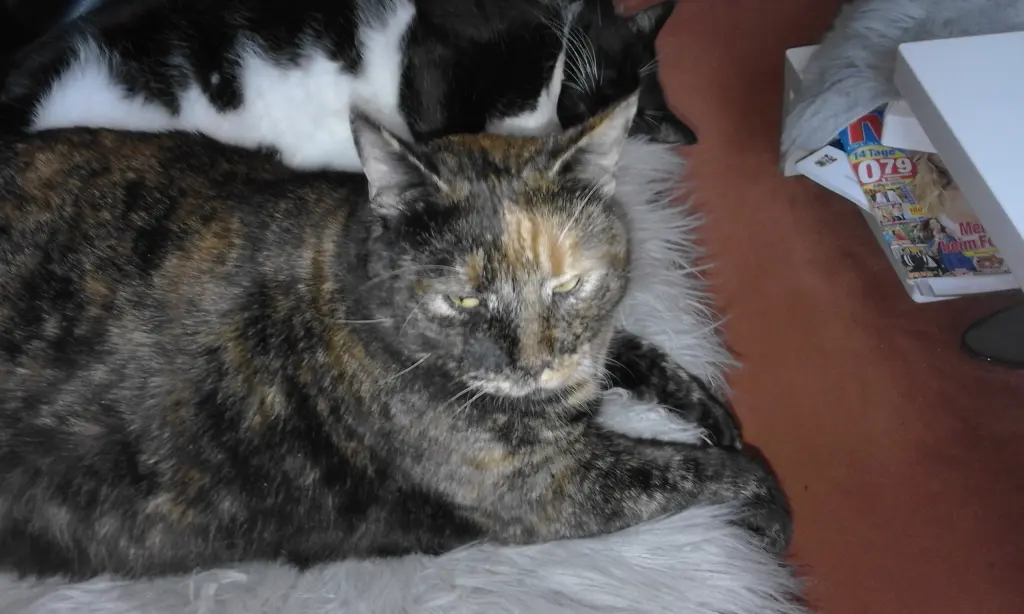 Condolence image of Heike