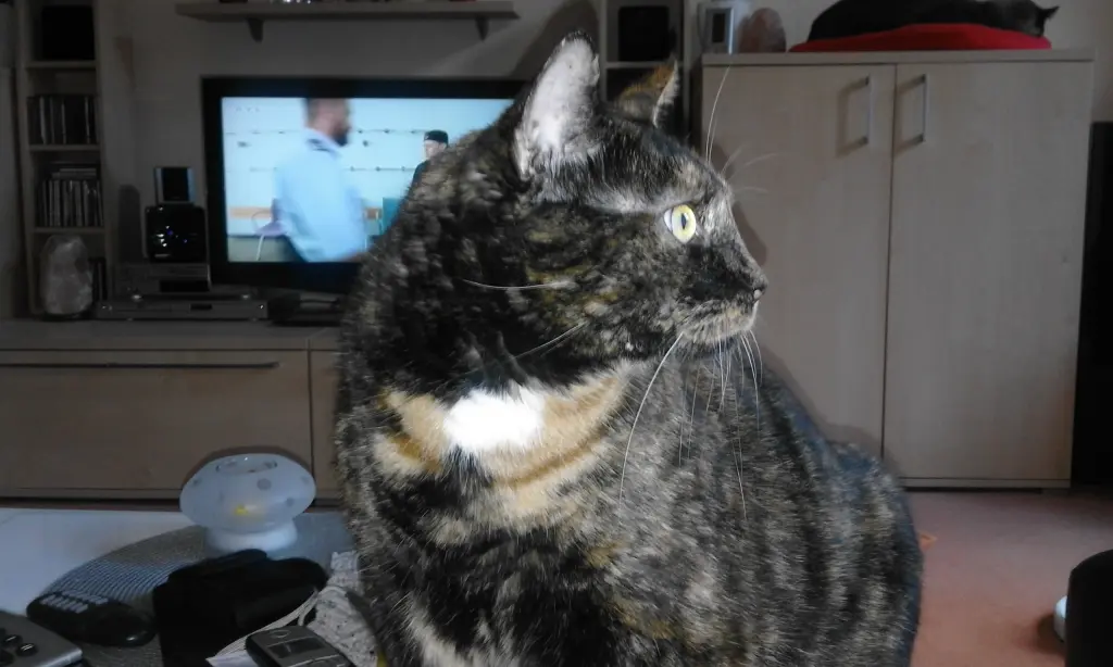 Condolence image of Heike mit Cleo im❤️