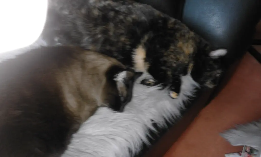 Condolence image of Heike mit Cleo im❤️