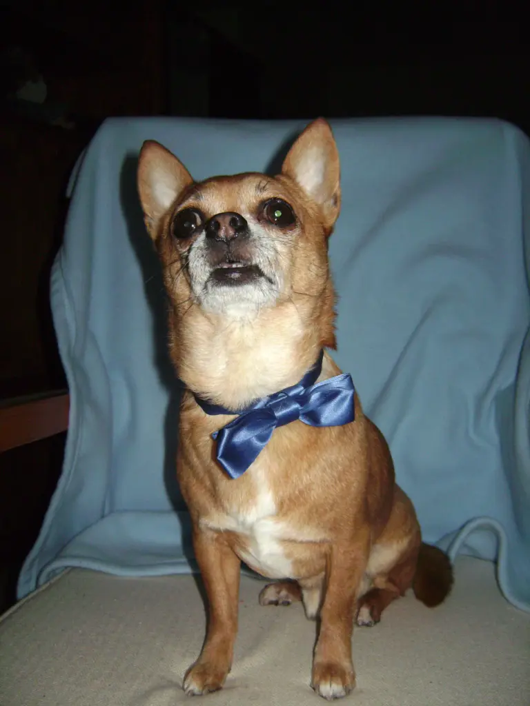Condolence image of Irene mit Seelenhund * Jimmy * ganz tief im Herzen