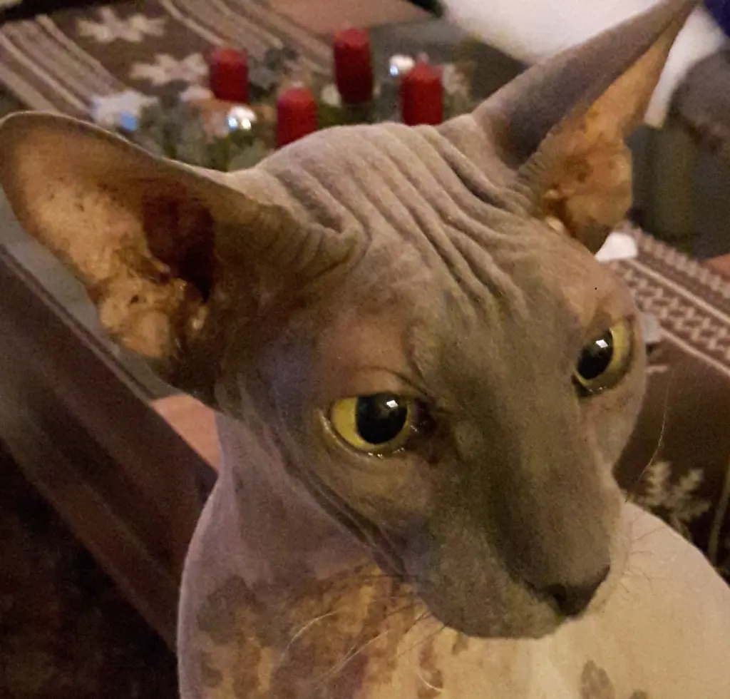 Image from Kjeld