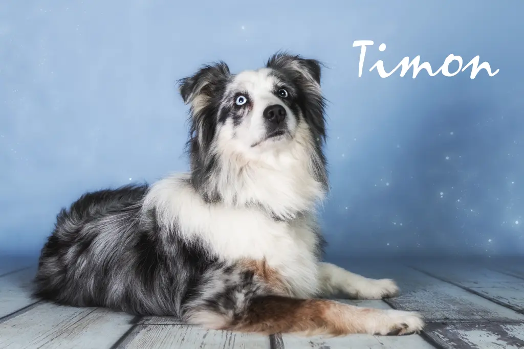 Image from Timon
