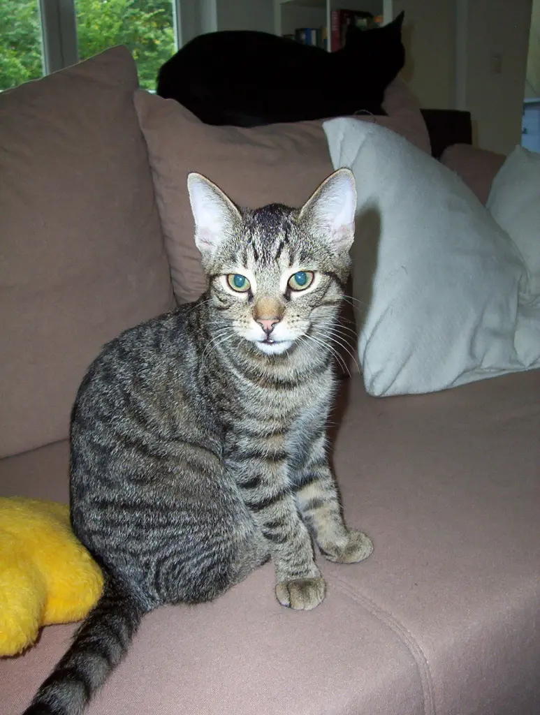Image from Lenny (Bärchen)