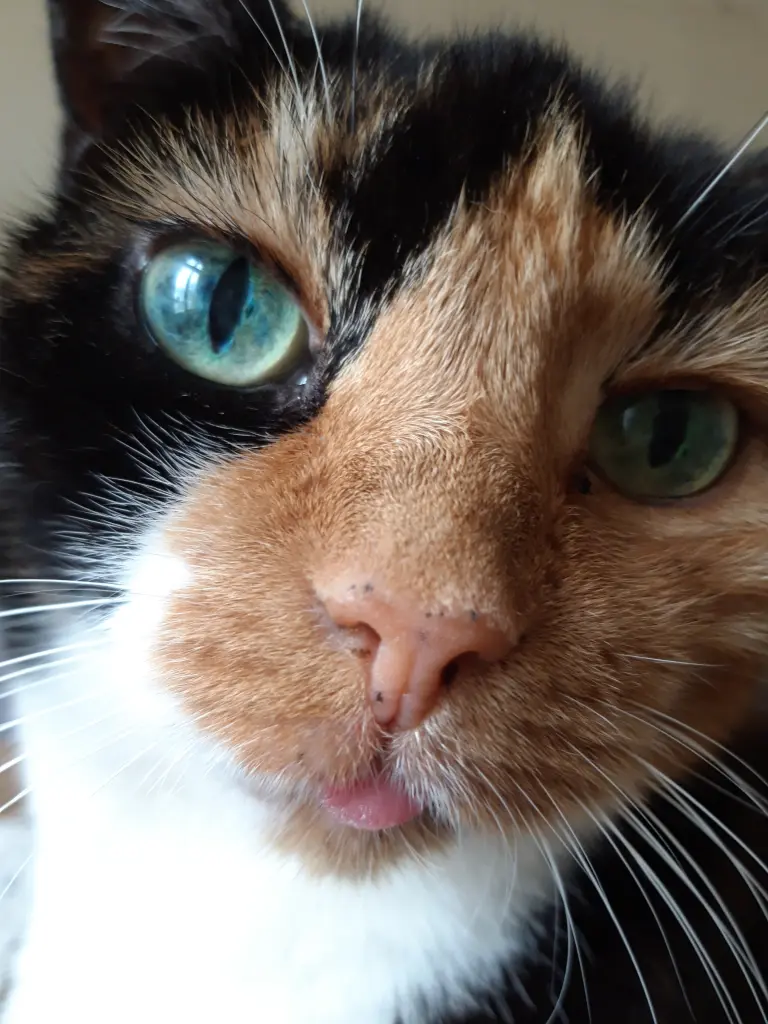 Image from Kitty