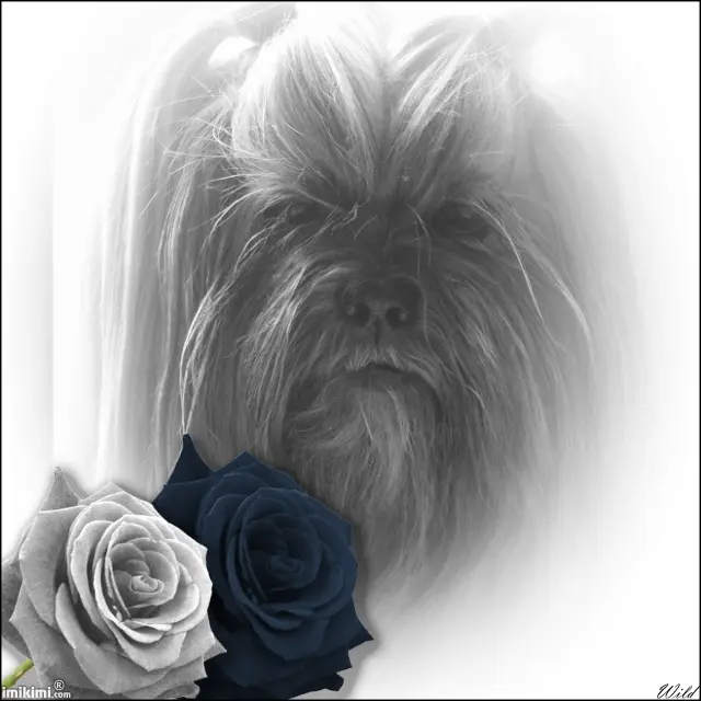 Image from Artisha-man-man-sir