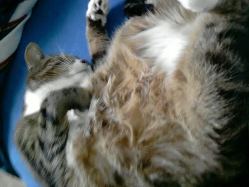 Image from Husky aka Bubi, Mama´s kleiner